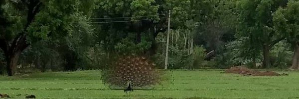 Anshusingh84 Profile Banner