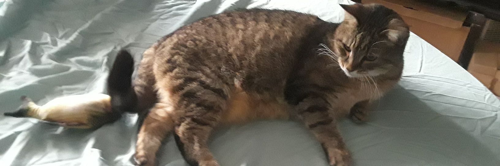 Cat Servant 🐈🐈🐈🐈 banner