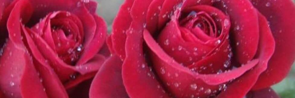 faizat10's profile banner image