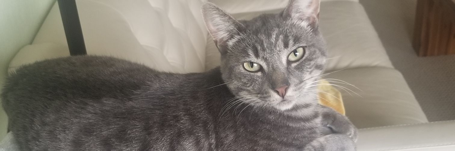 Shraddha Shirude banner