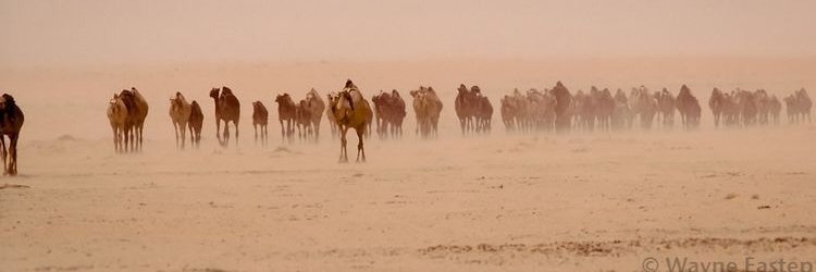 hamiuddaloaibi's profile banner image