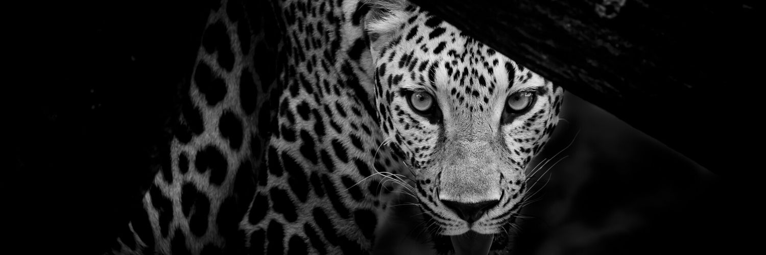 MacQueen_Iwegbu's profile banner image
