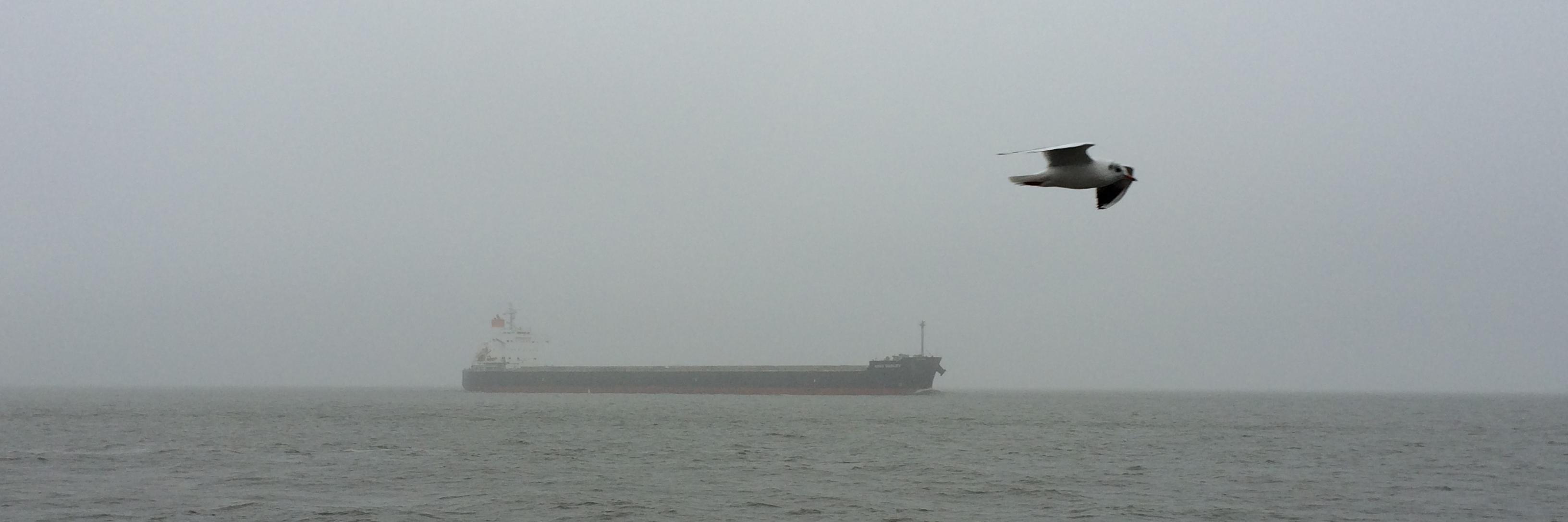 olivia schiffmann banner