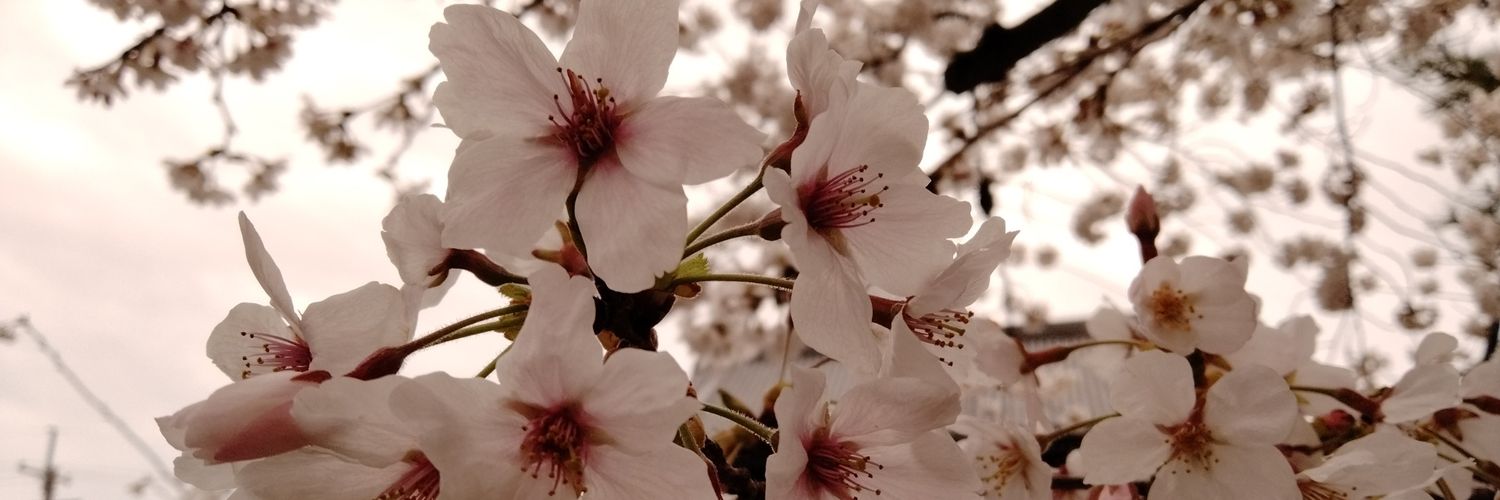 cyan_b1's profile banner image