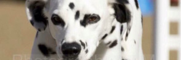 SandraLynn128's profile banner image