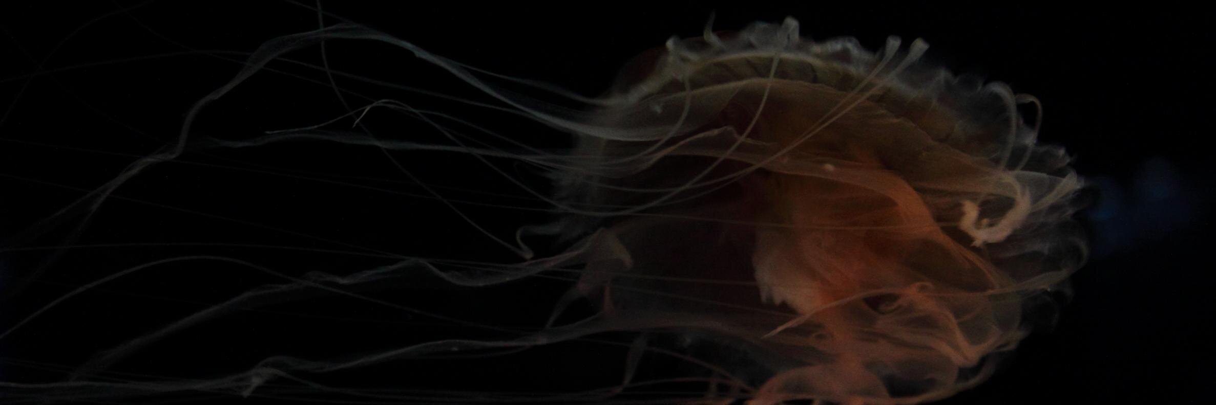 dwaynebites's profile banner image