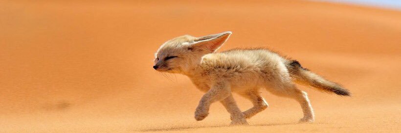 사막여우 banner