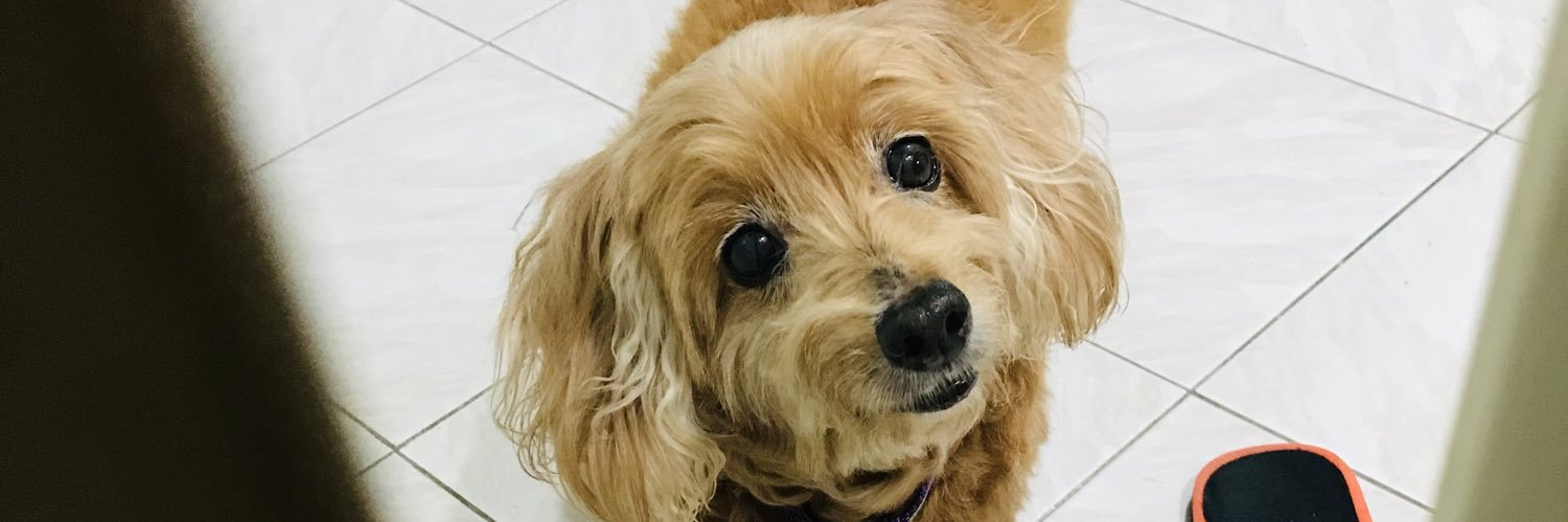 chstnlicious's profile banner image