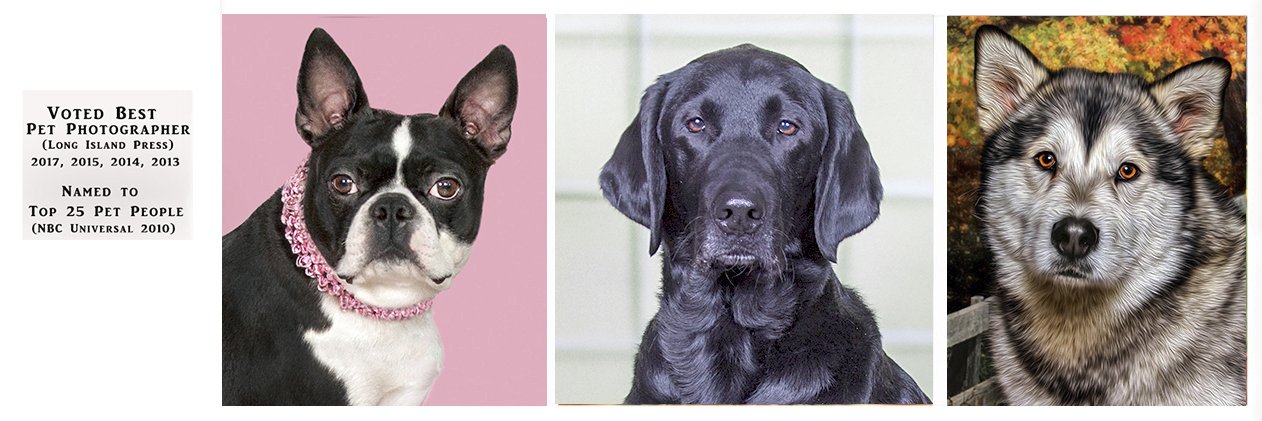 Pets Photography banner