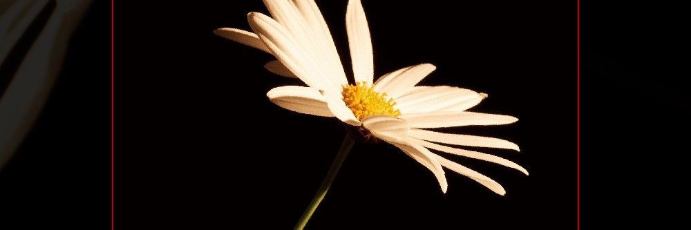 dayrose1379's profile banner image