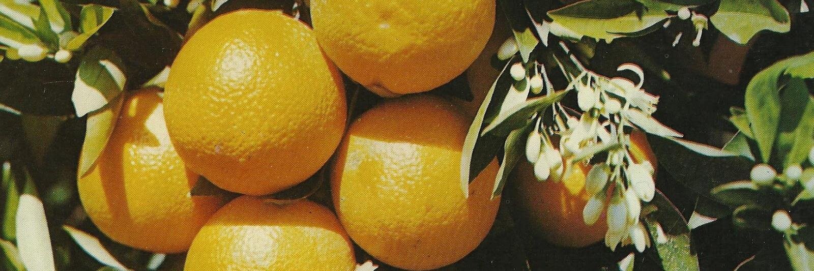 Lauren A  Jackson banner