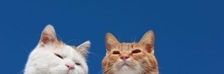 _tngknr's profile banner image