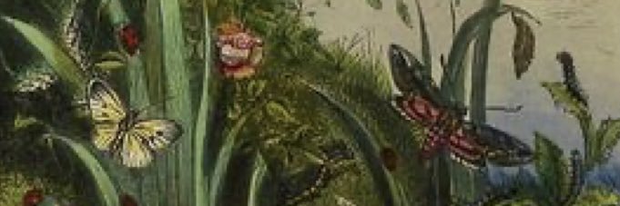 acornleaf's profile banner image