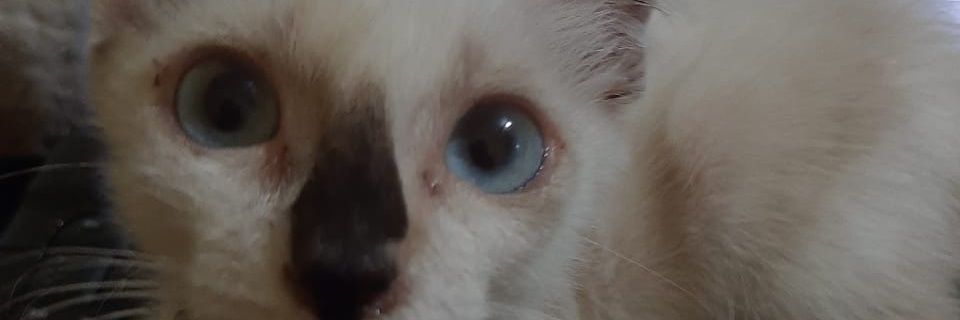 Rav_Dan's profile banner image