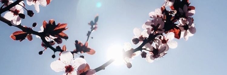 camilasuli's profile banner image