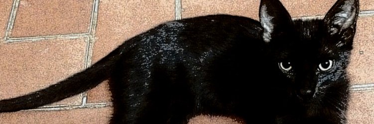 AleDiegoFer's profile banner image