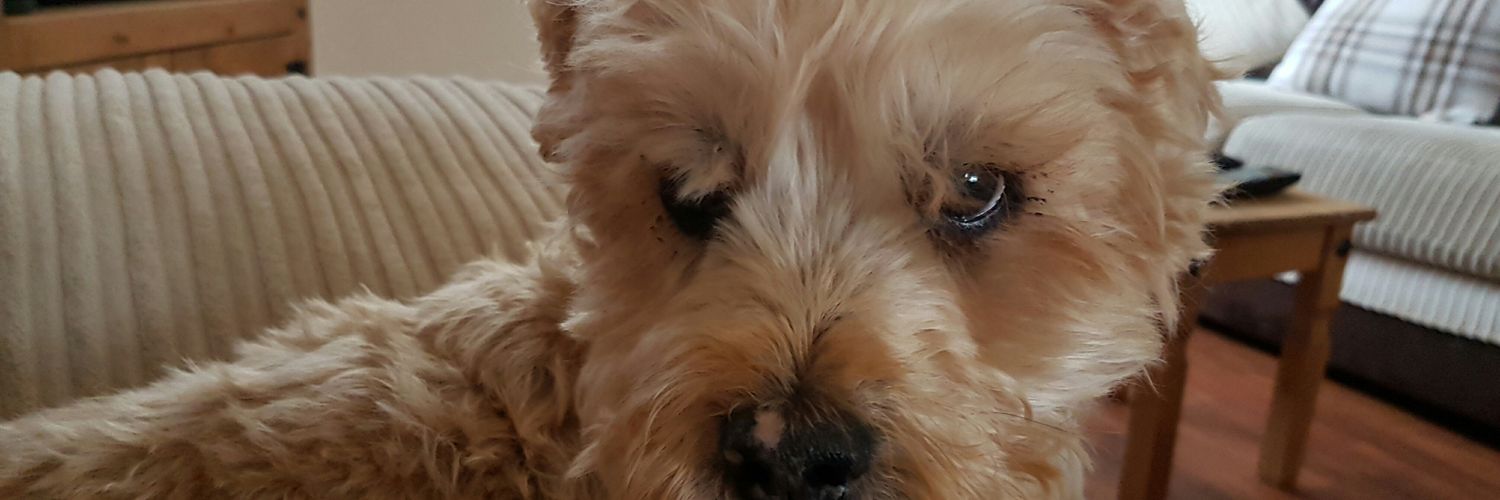 killybelly's profile banner image