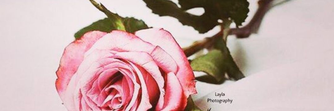 sunflow25366007's profile banner image