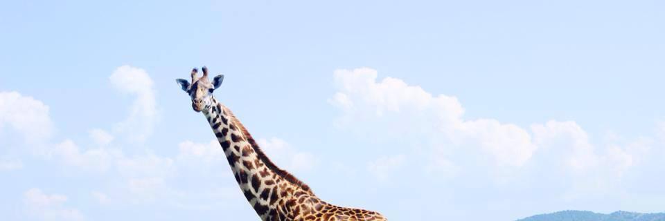 michbadams's profile banner image