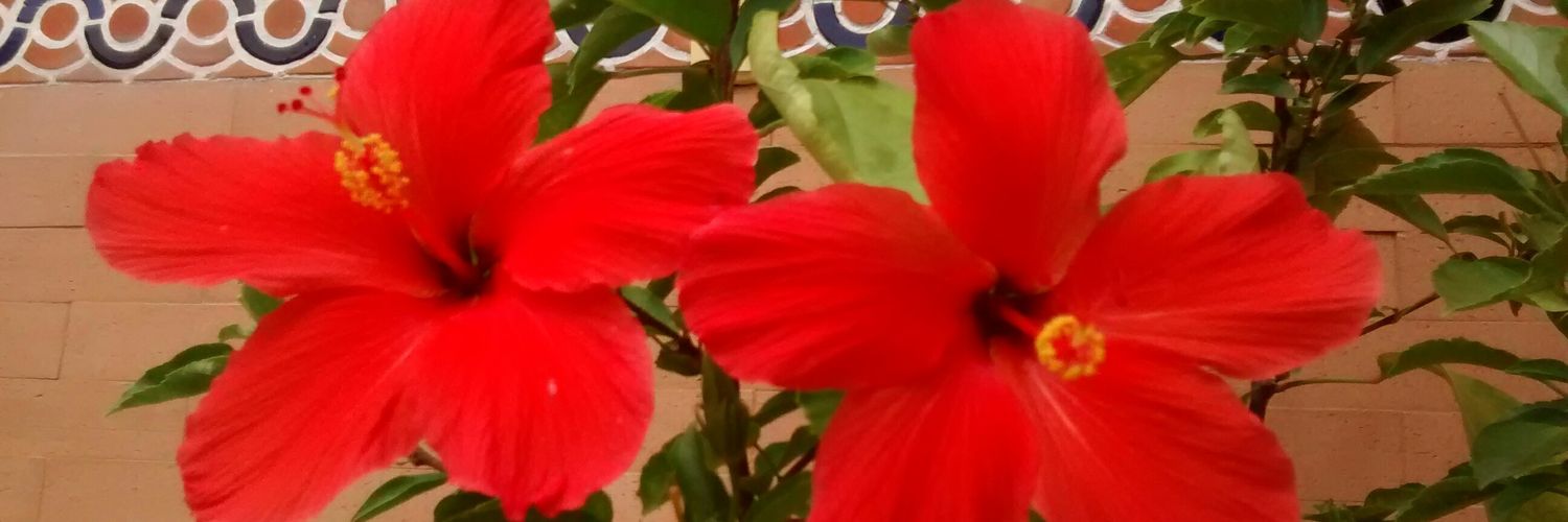 PAEZULY's profile banner image