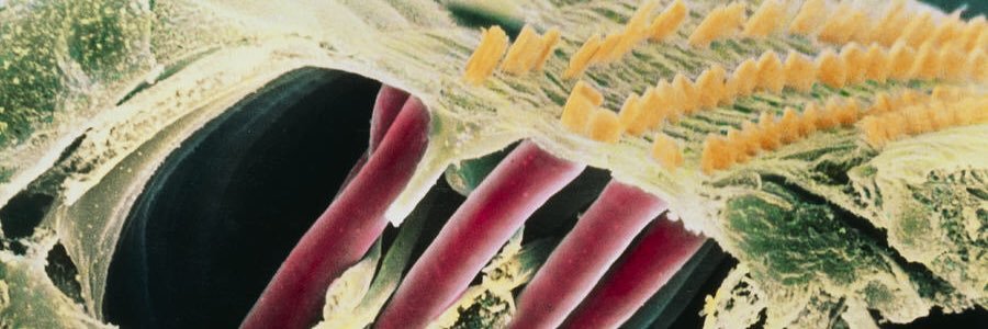 Chasity Moore banner