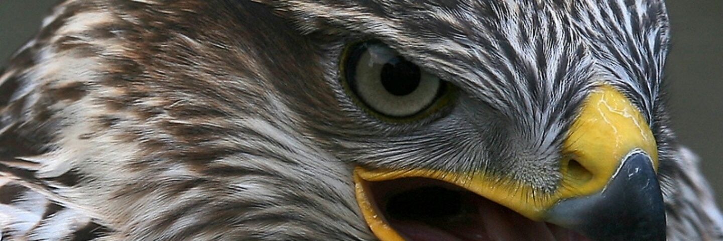 أبو الأيهم banner