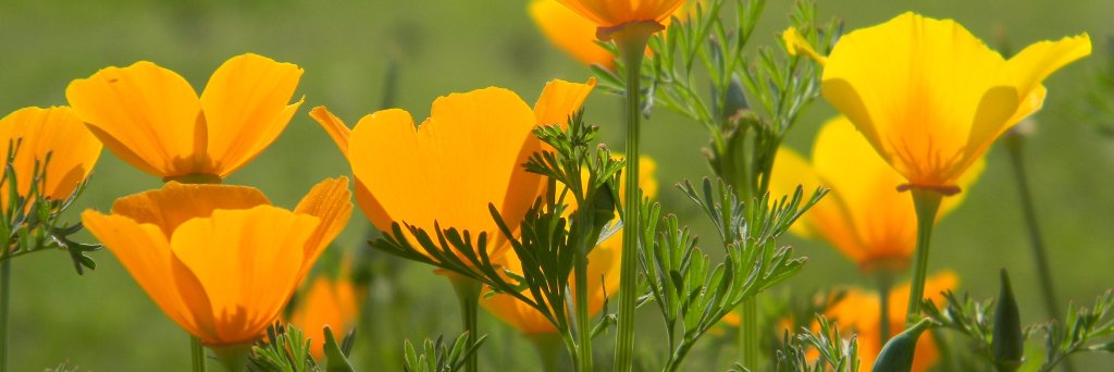 MindfulCath's profile banner image