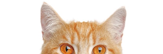jayestiola's profile banner image