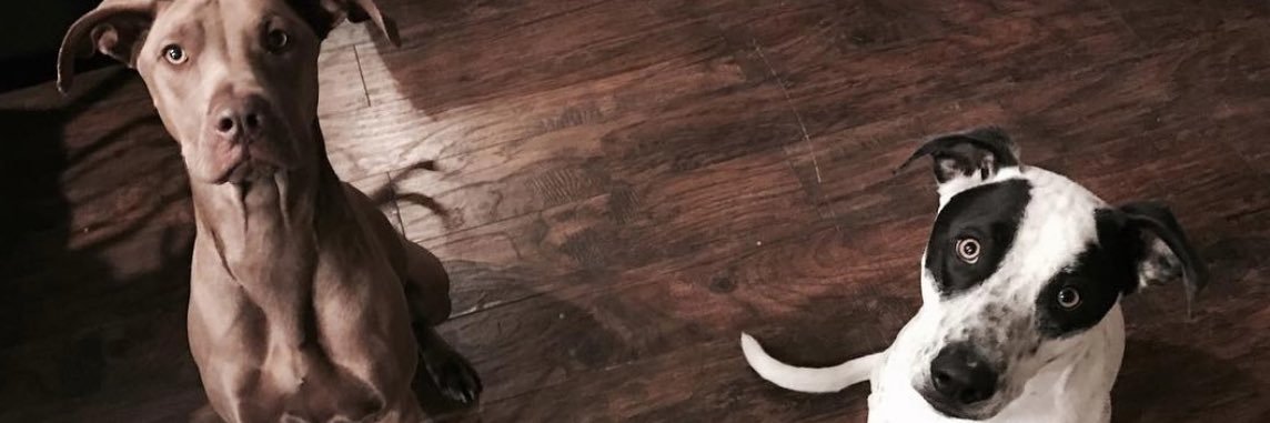 Joshu_uh9's profile banner image