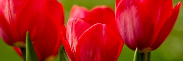 MWeberHadorn Profile Banner