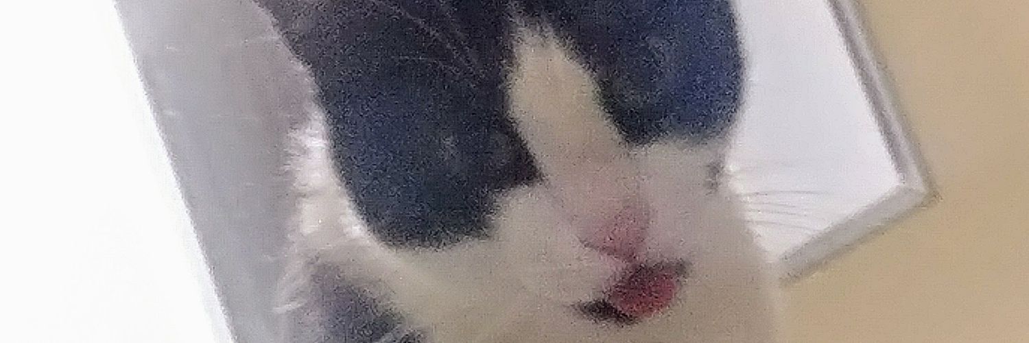 turtleen's profile banner image