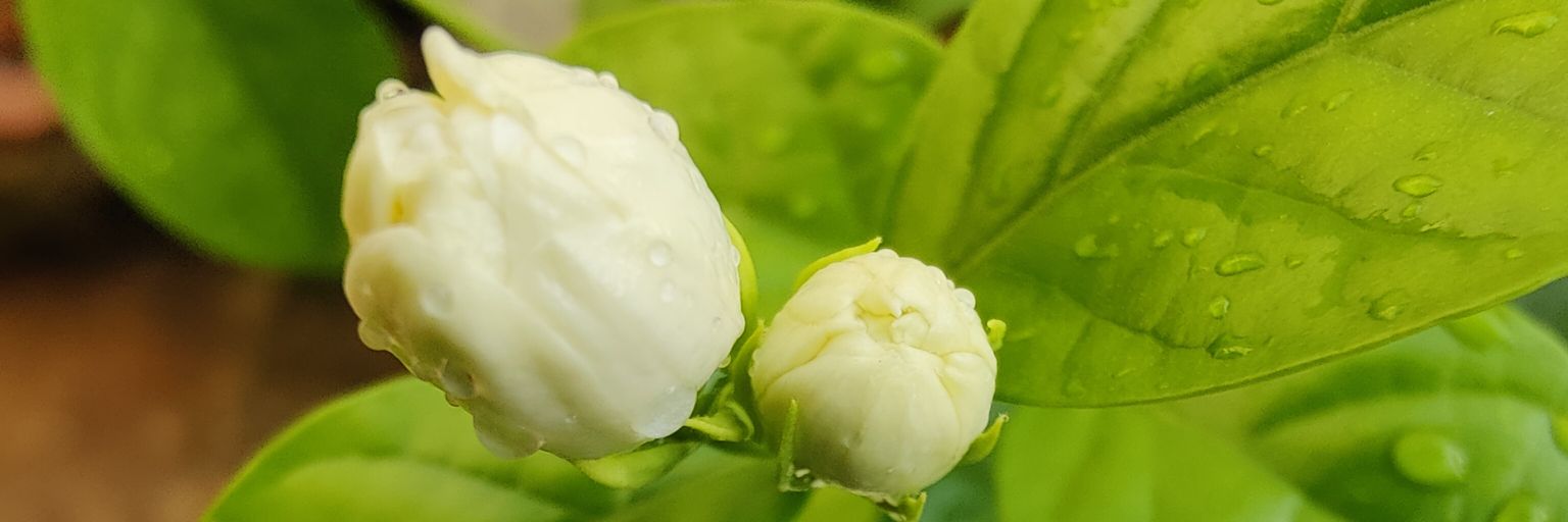 SAWAN KUMAR NAYAK banner