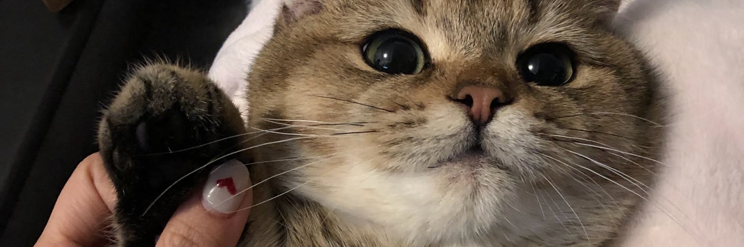 donotdodonut's profile banner image
