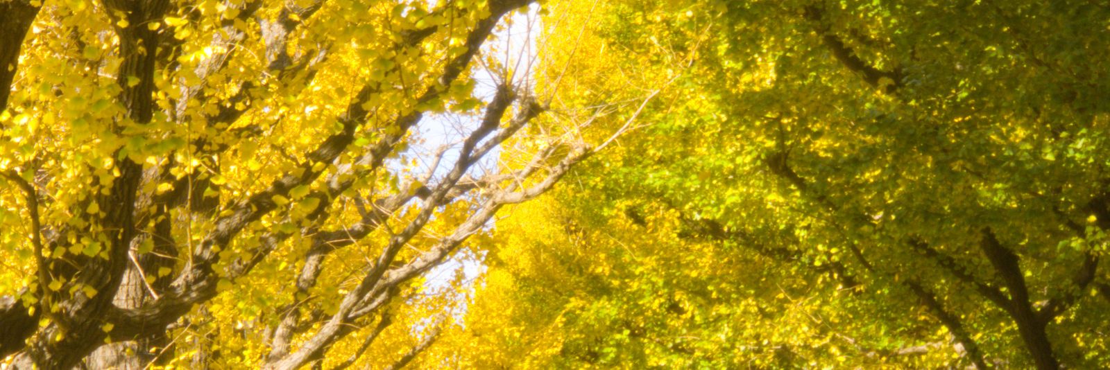 souriyue's profile banner image