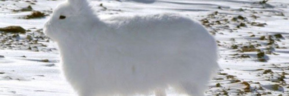 kevv banner
