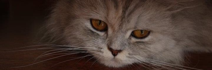 renklikartus's profile banner image