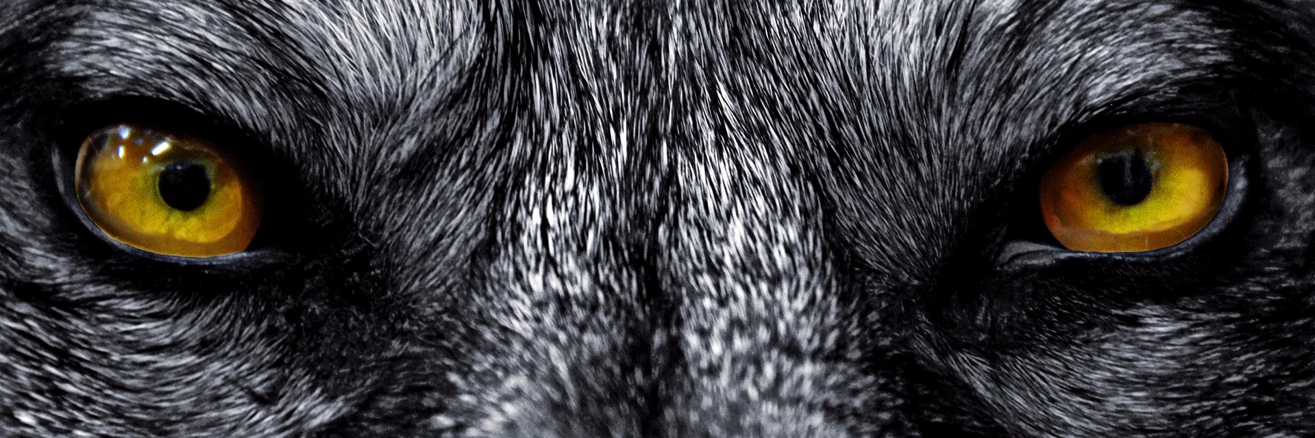 Calitomartin's profile banner image