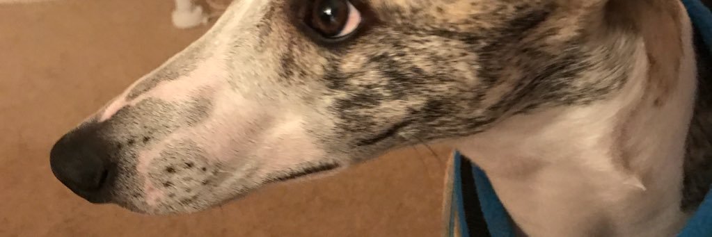 TracyWitterick's profile banner image