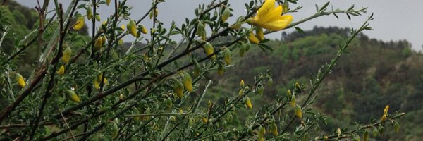 AlfonsEsteve Profile Banner