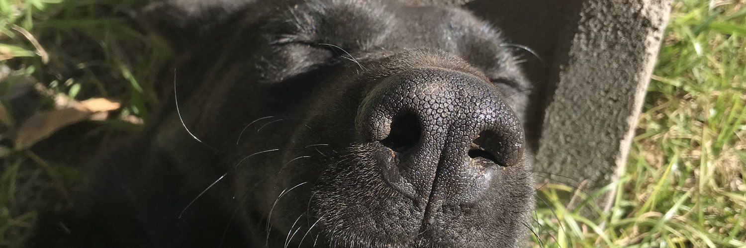 SeleneBonilla_'s profile banner image