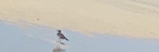 محمد لويفي الجهني banner