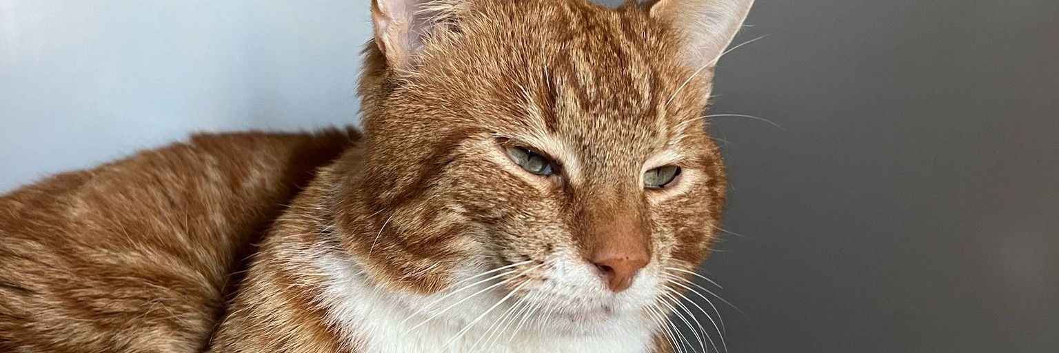 René en Katâh Thès 🐈 banner