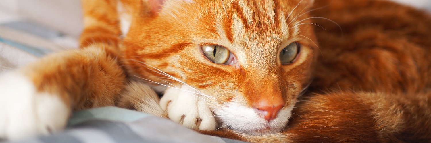 René en Katâh Thès 🐈 banner