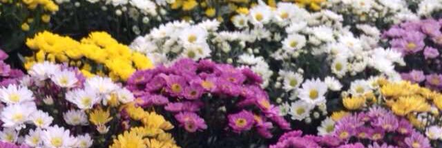 Kataryne_'s profile banner image