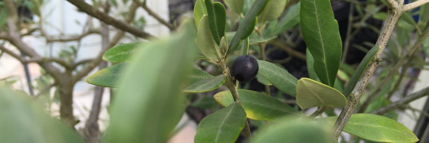 Behazine Combadiere banner