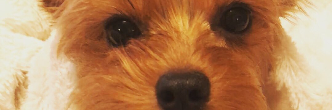 princesstori26's profile banner image