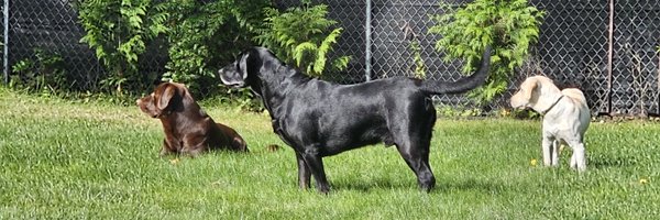 DannyBoyLyd Profile Banner