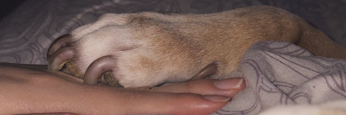 𝒜𝓃𝒶 ℳ𝒶𝓇𝒾́𝒶 banner