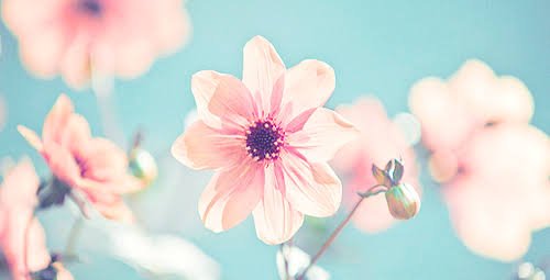 _fatimagarcia's profile banner image