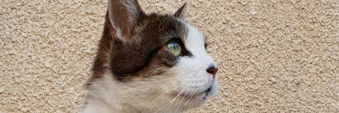 ali_ssax's profile banner image